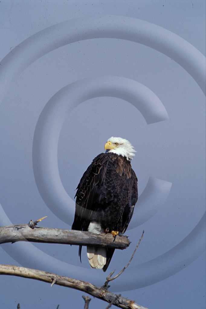 Bald Eagle 4-  BE-BE_003_T_053_001_2001