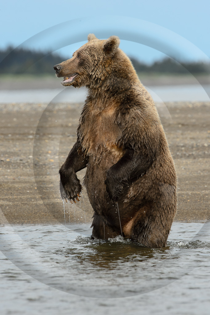 Grizzly Bear 76 - ML-BE-GB_076K416698
