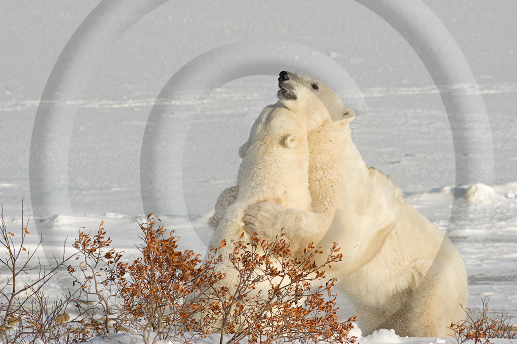 Polar Bear 5 -  ML-BE-PB_005_WMD_W303708