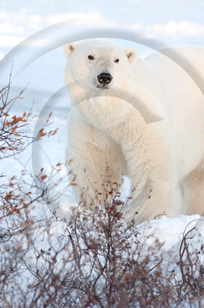 Polar Bear 8 -  ML-BE-PB_008_WMD_WX01102