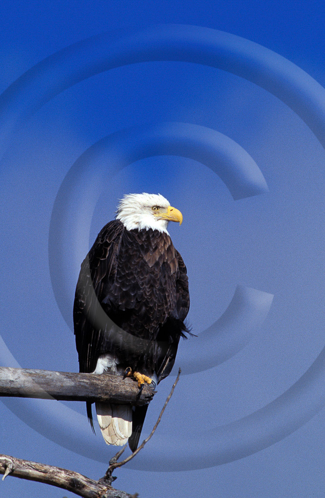 Bald Eagle 5 -  BE-BE_004_T_053_009_2001