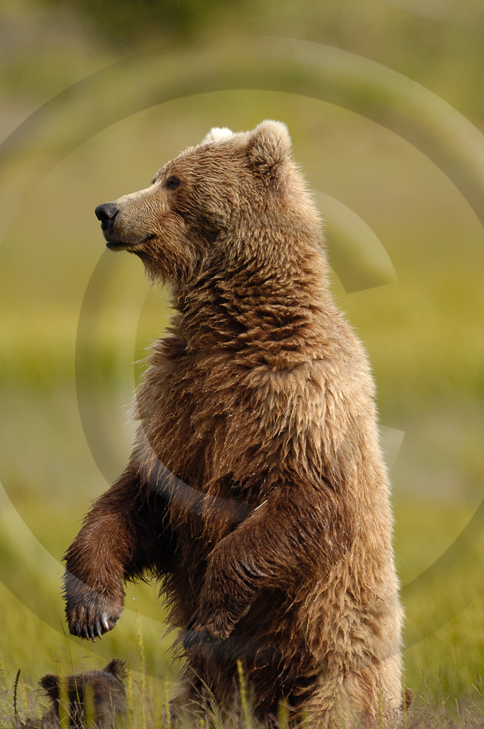 Grizzly Bear 31 -  ML-BE-GB_031_KX08011