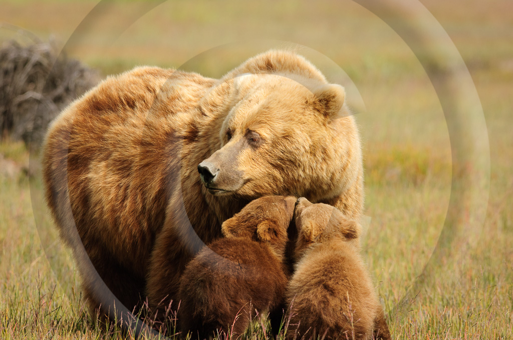 Grizzly Bear 58 -  ML-BE-GB_057_WX07986