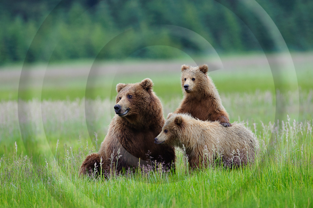 Grizzly Bear 59 -  ML-BE-GB_058_K332251