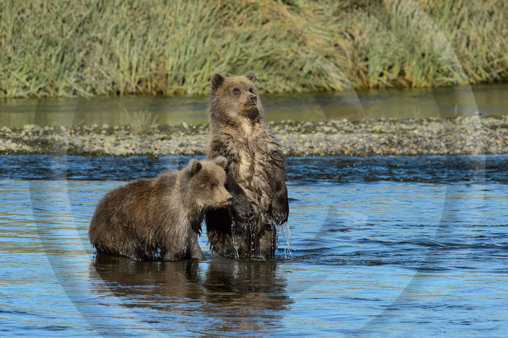 Grizzly Bear 72 - ML-BE-GB_072_K415603
