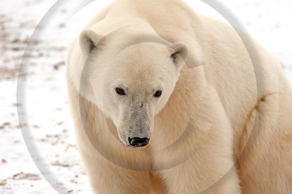 Polar Bear 1 -  ML-BE-PB_001_KED_K341518