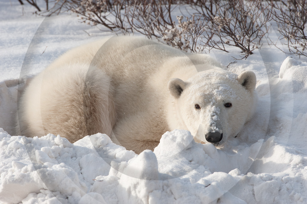 Polar Bear 2 -  ML-BE-PB_002_KED_K342013