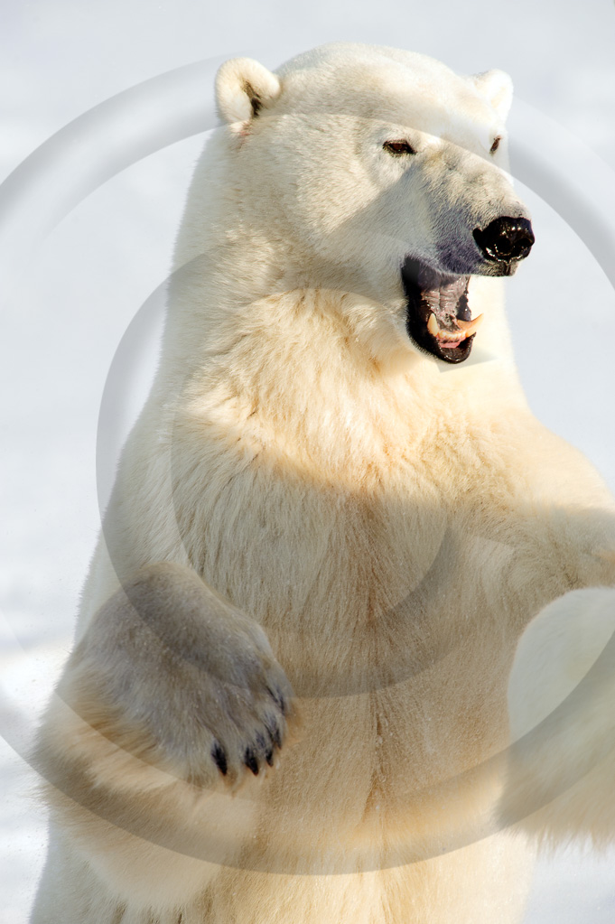 Polar Bear 4 -  ML-BE-PB_004_KED_K342587