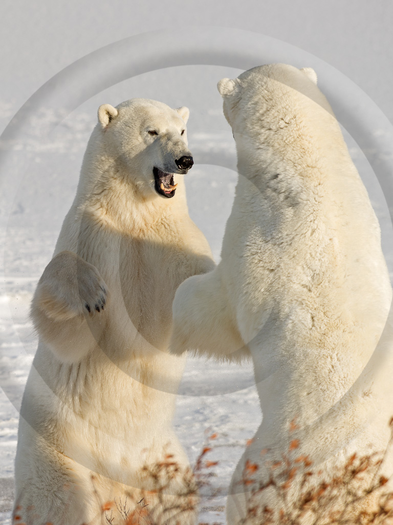 Polar Bear 6 -  ML-BE-PB_006_WMD_W304043 V