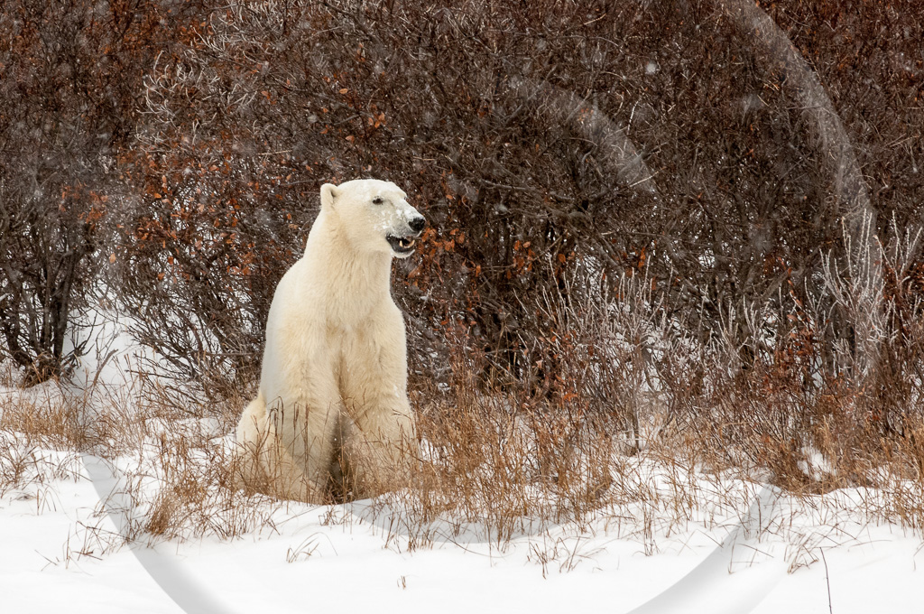 Polar Bear 9_KX17492